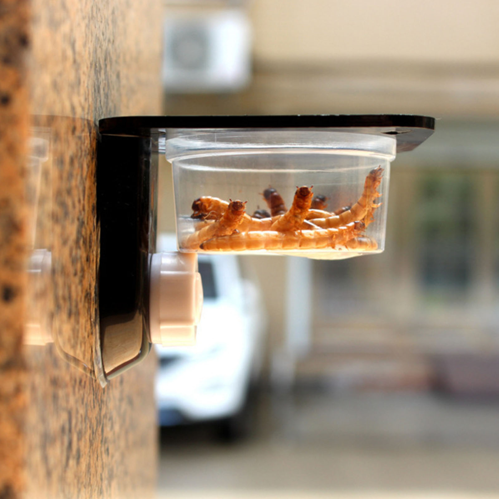 Crested Gecko Feeding Ledge Re - Water Dish Reptile 评论和价格